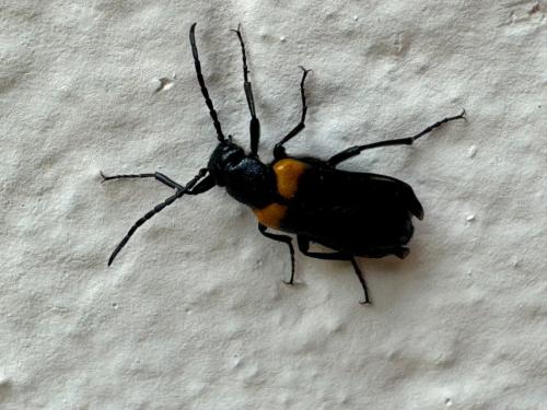 Sitaris muralis